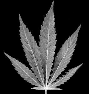 866036_ir_hemp_leaf.jpg